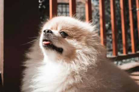 枣庄市养犬管理办法2025最新