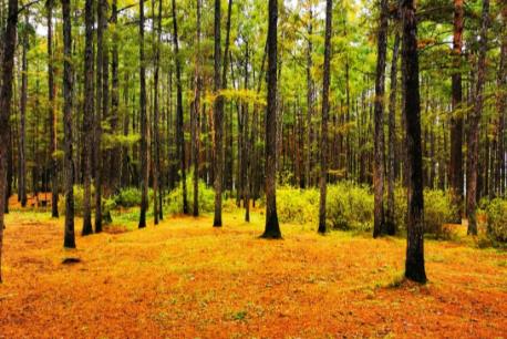 吉林市森林资源管理条例2025最新