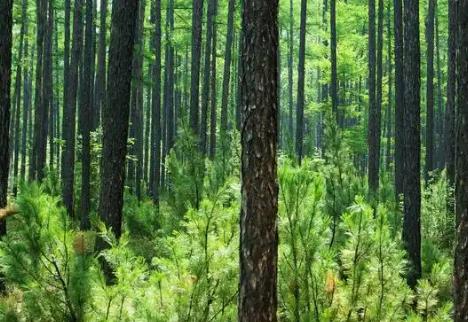 天津市森林法实施办法2025最新