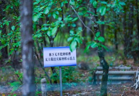 广东省林长制条例2025全文